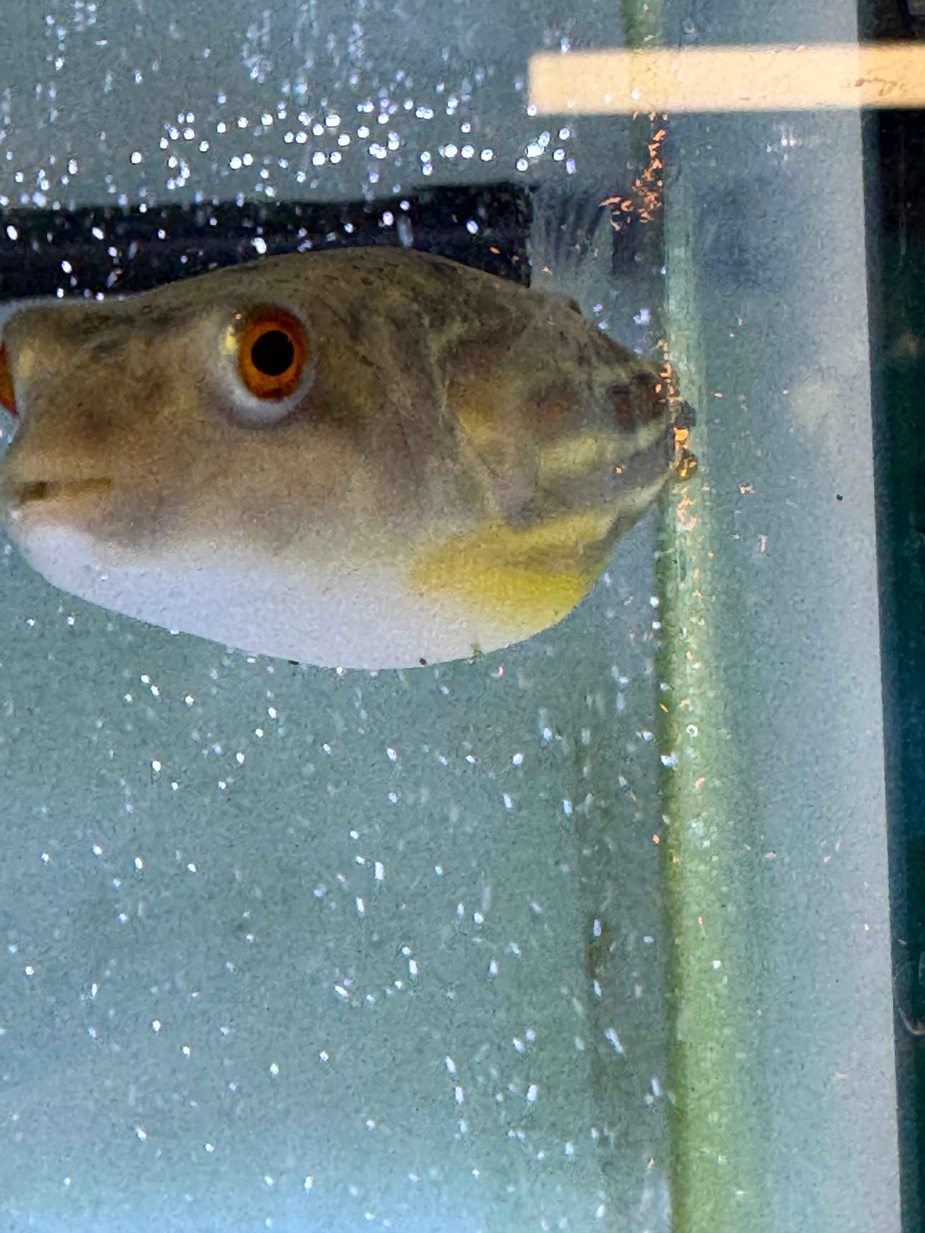 Fahaka pufferfish small