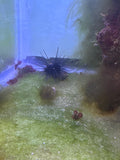Urchin - Longspine