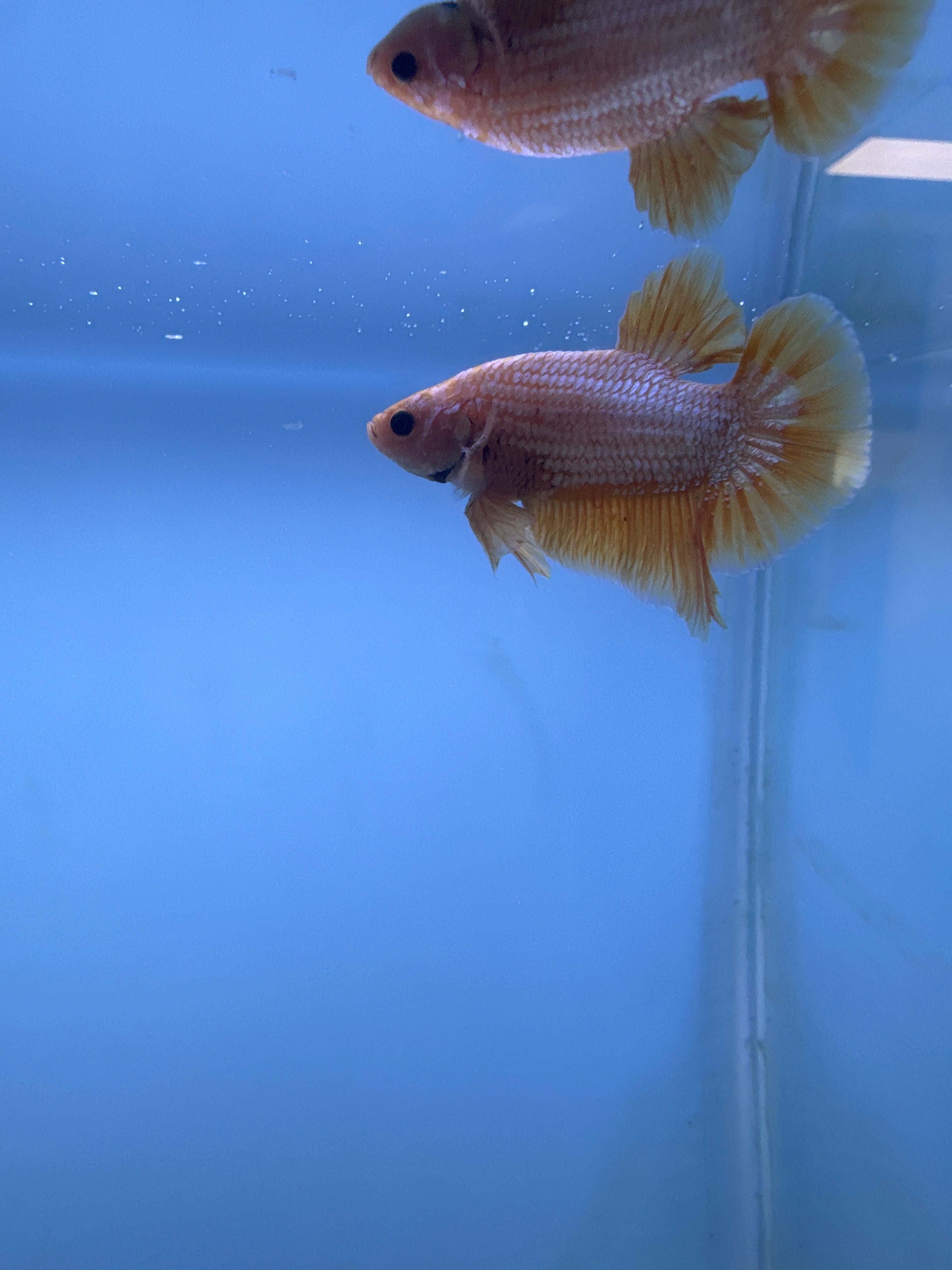 Copper and gold betta