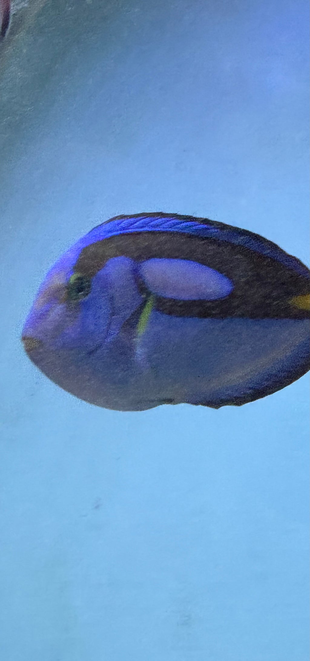Hippo tang