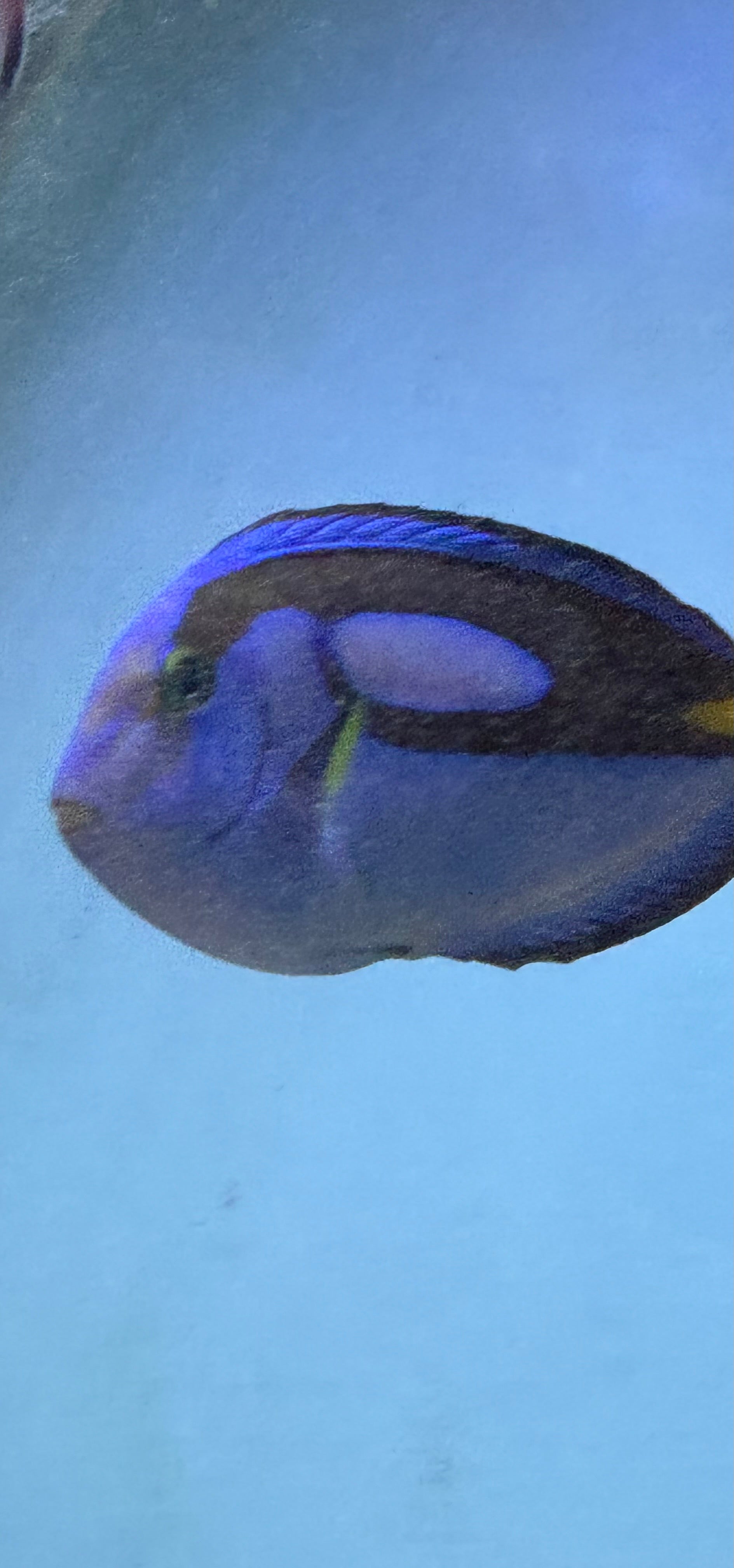 Hippo tang