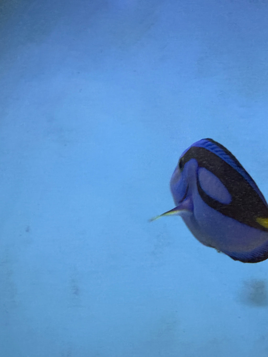 Hippo tang