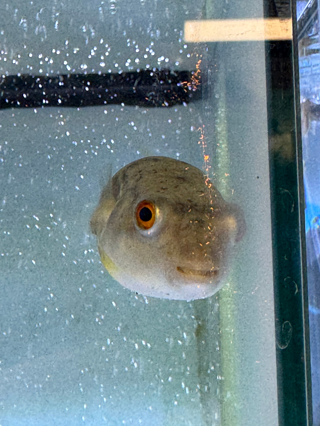 Fahaka pufferfish small
