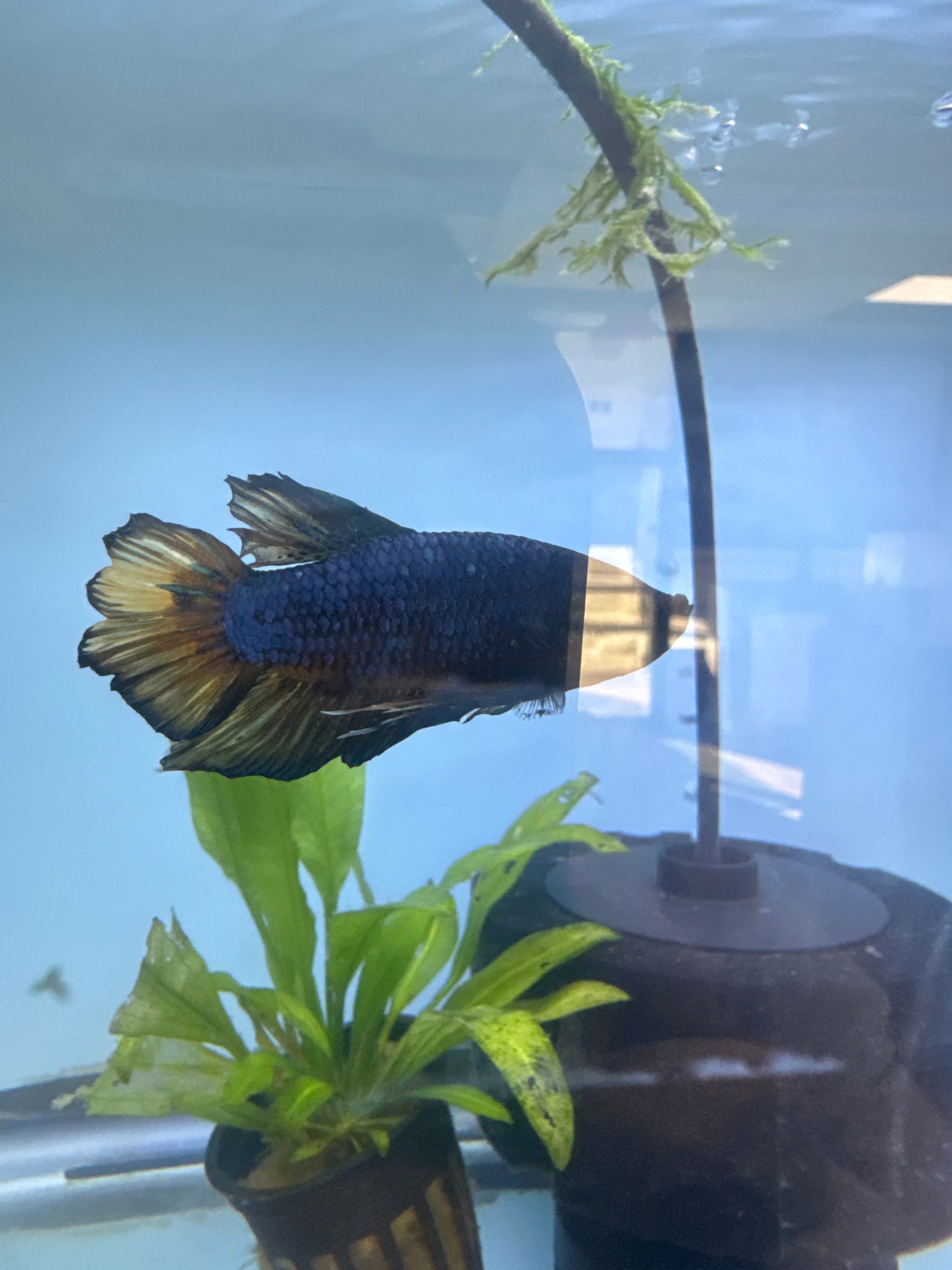 Blue plakat betta
