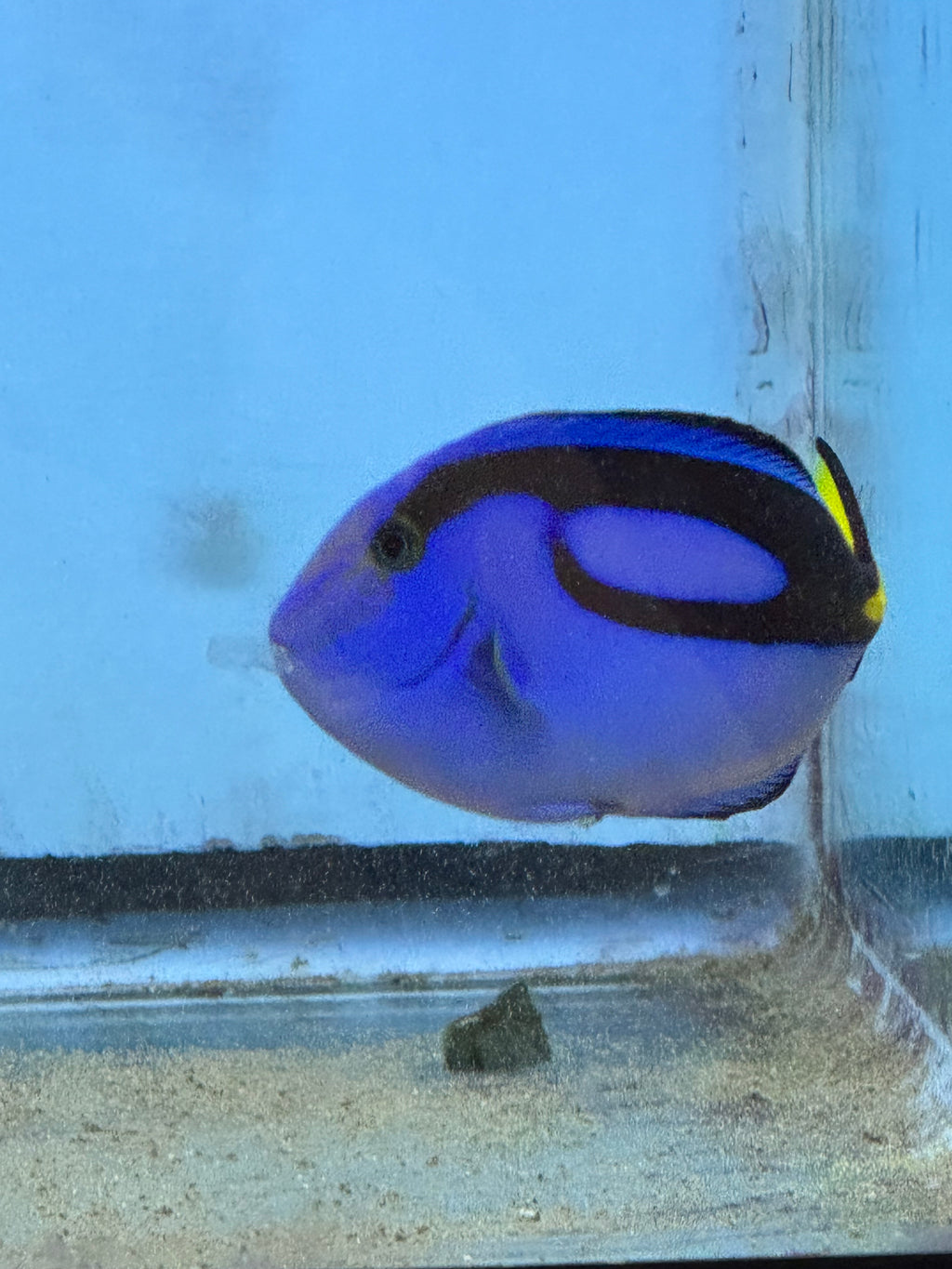 Hippo tang