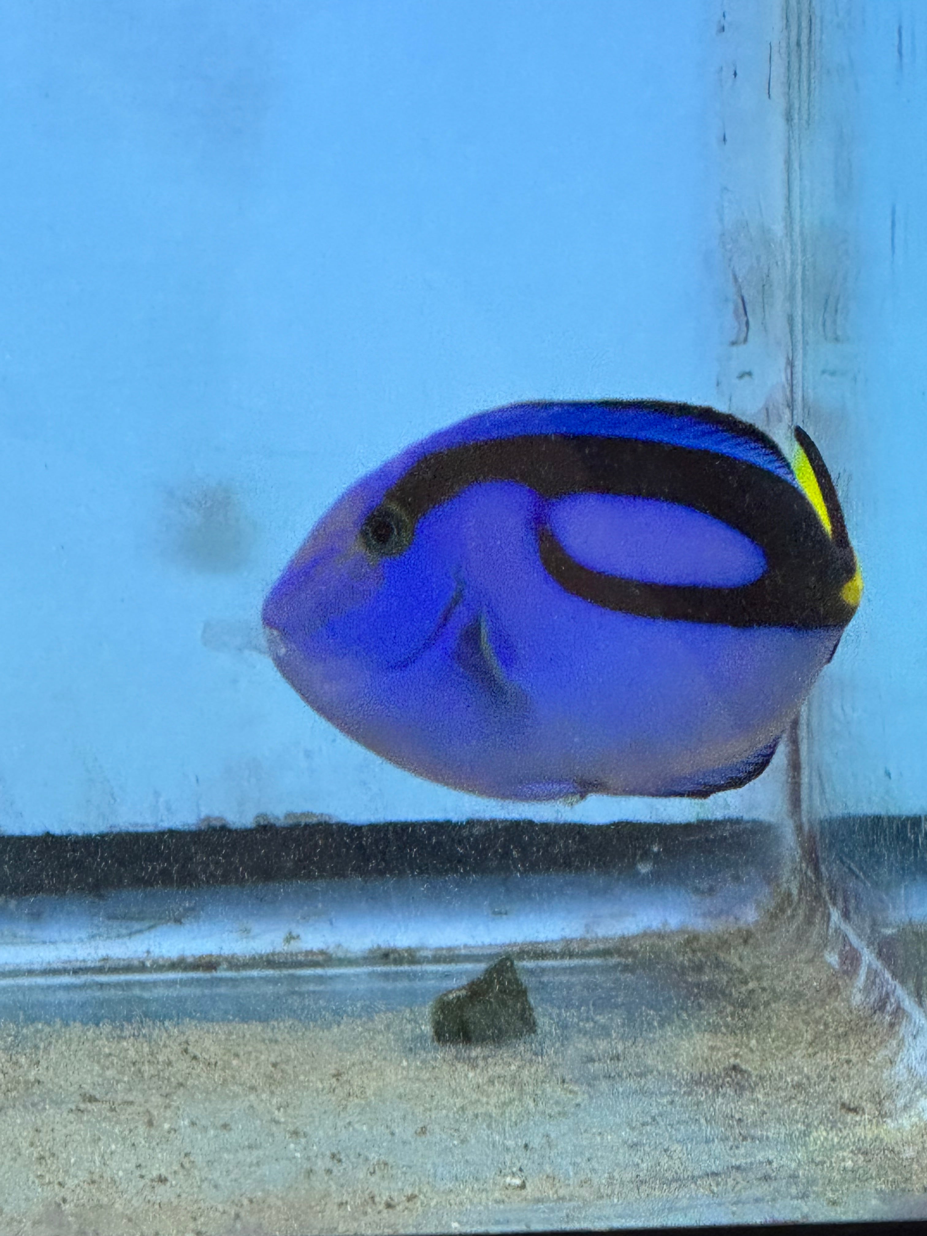 Hippo tang
