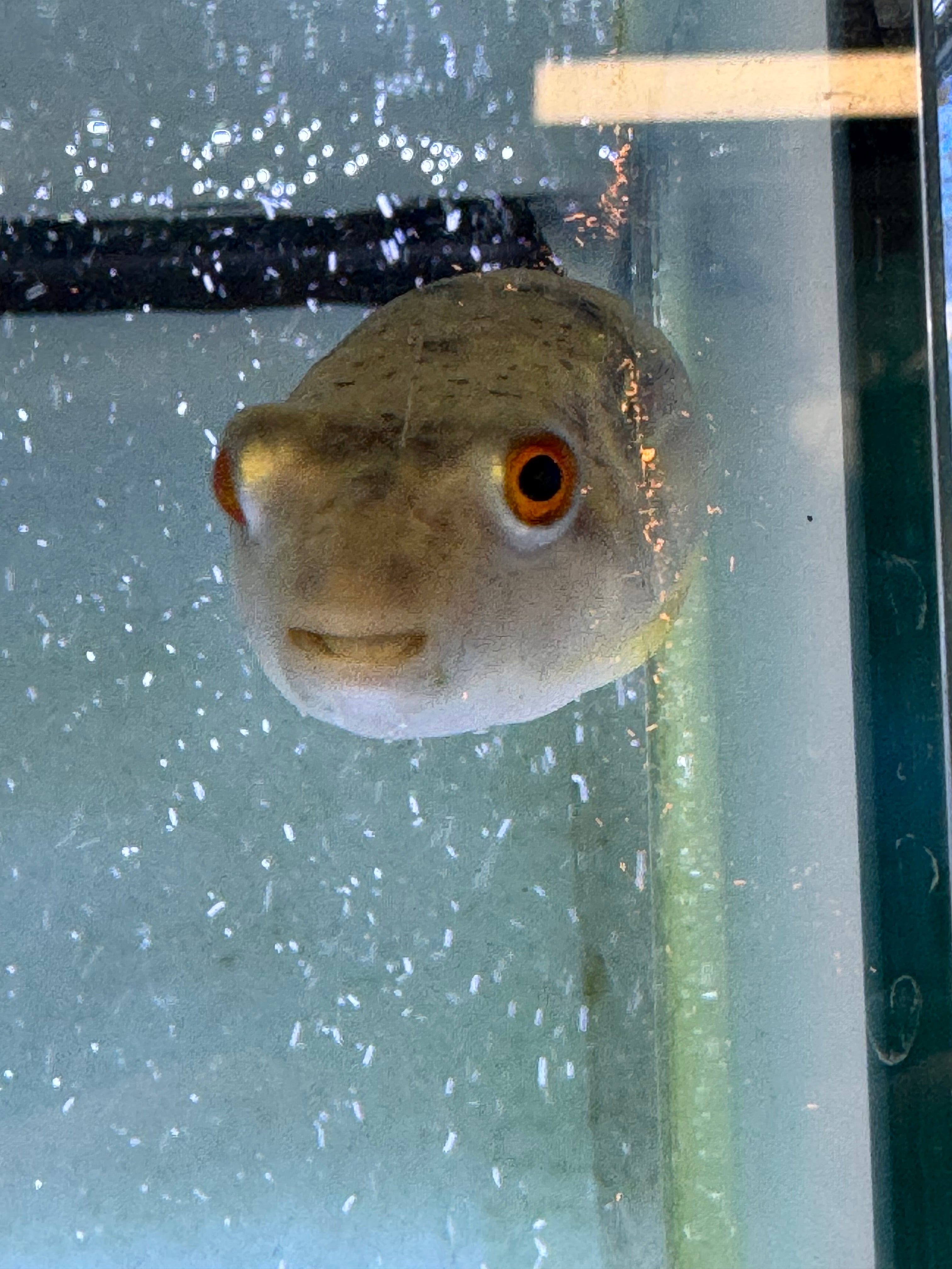 Fahaka pufferfish small