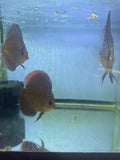 Assorted discus fish