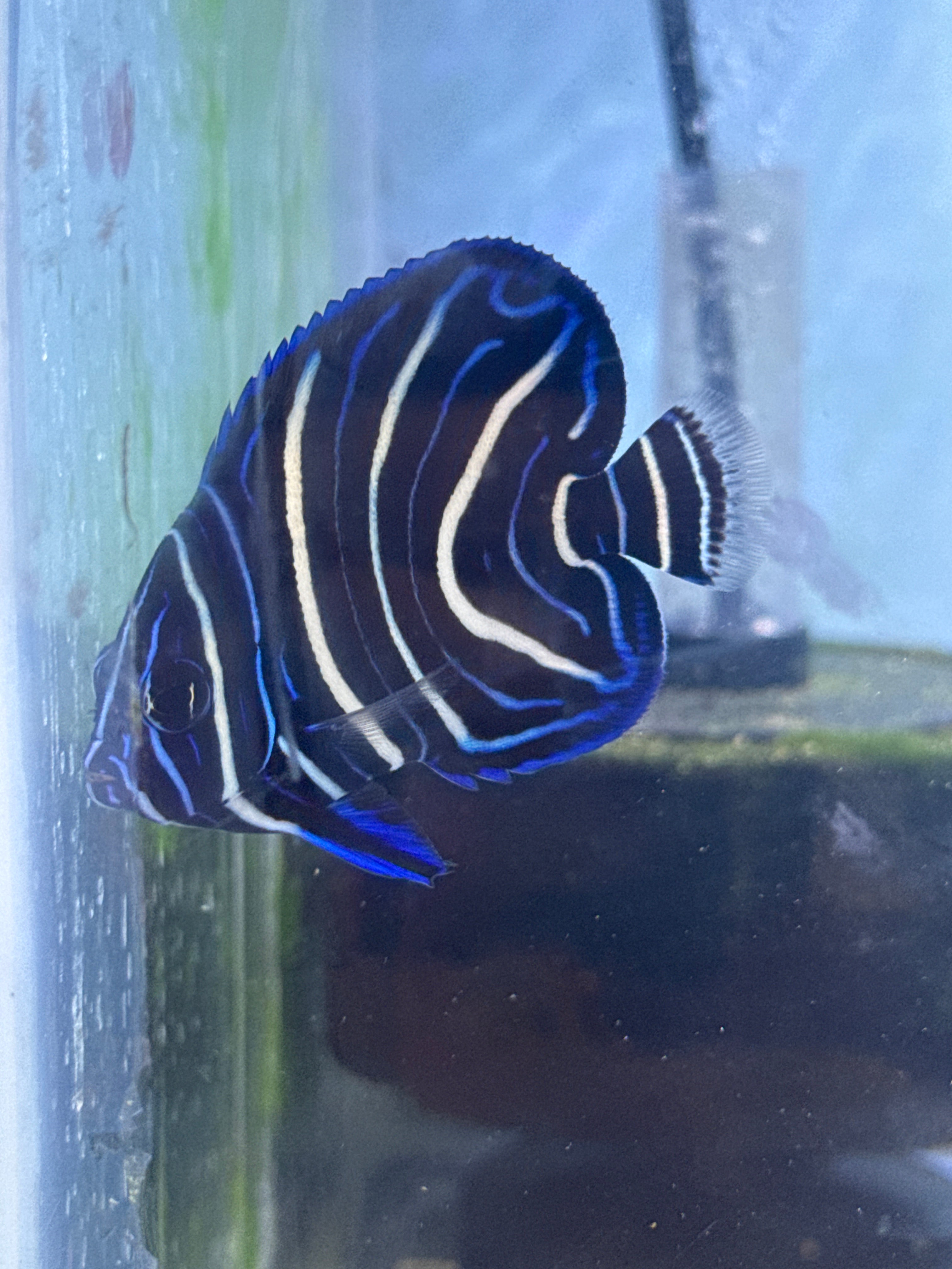 Koran angelfish juvenile
