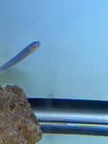 Blue gudgeon goby