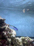 Bluehead wrasse