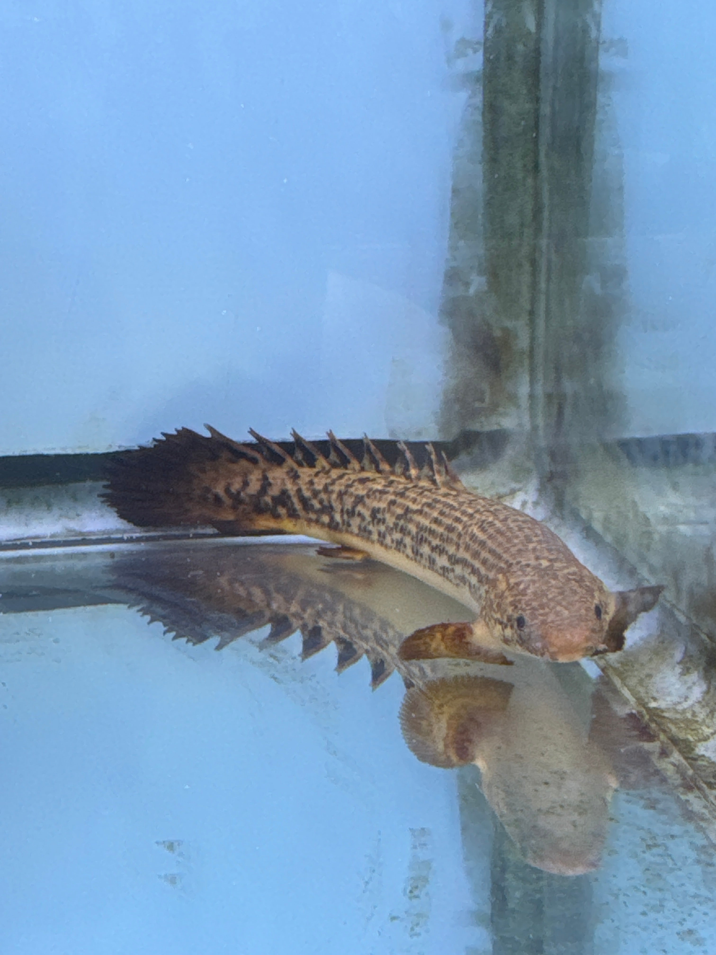 Polypterus Ornatinpinis