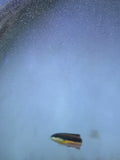 Cortez wrasse