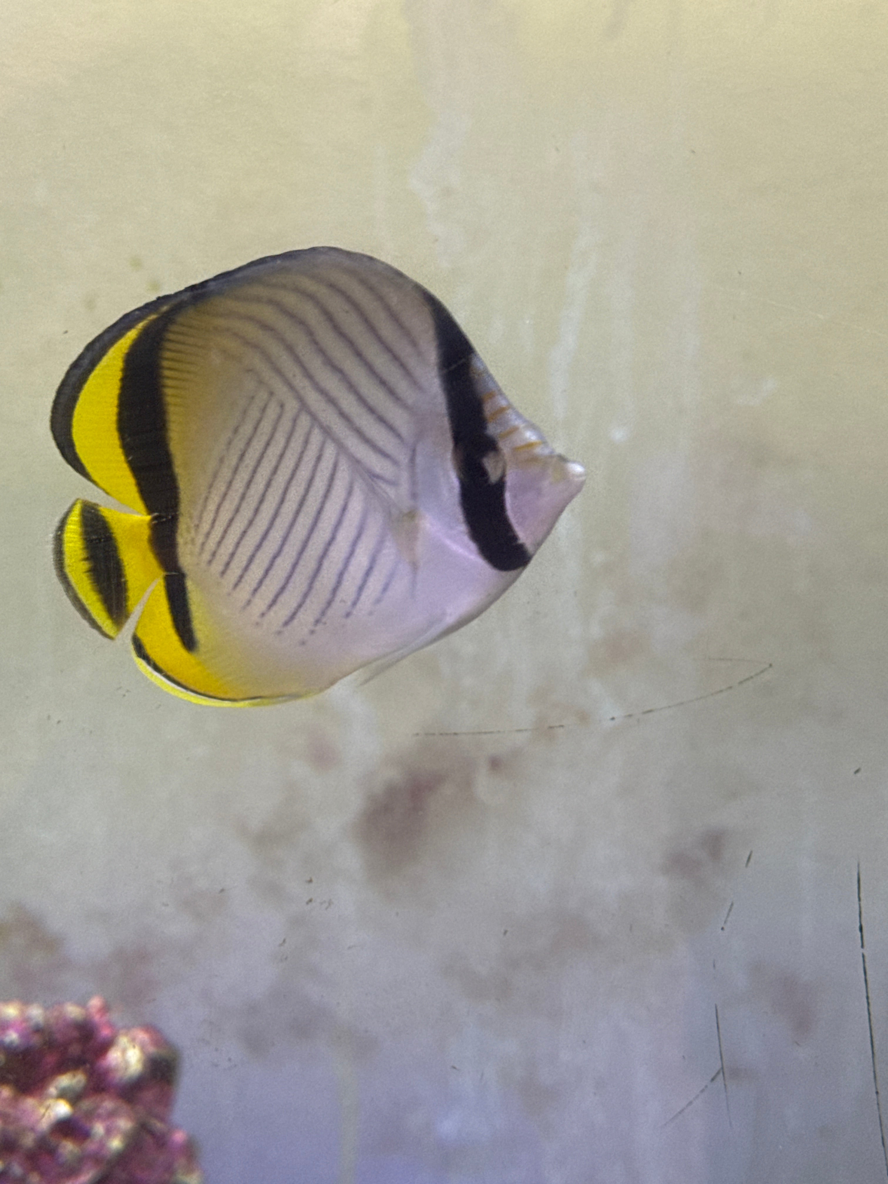 Klein butterfly fish